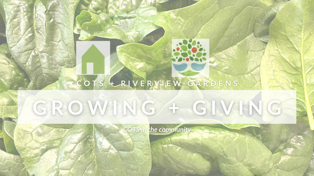 Close up of bright green spinach leaves with COTS and Riverview Gardens logos pictured. Text reads: COTS + Riverview Gardens. "Growing + Giving: COTS in the Community"